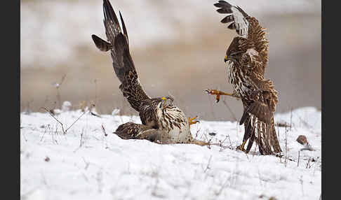 Mäusebussard (Buteo buteo)