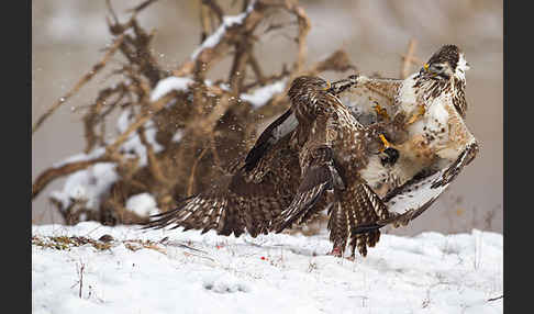 Mäusebussard (Buteo buteo)