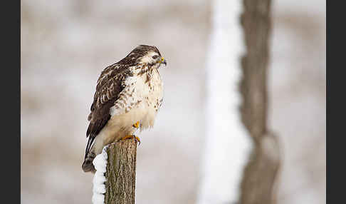 Mäusebussard (Buteo buteo)