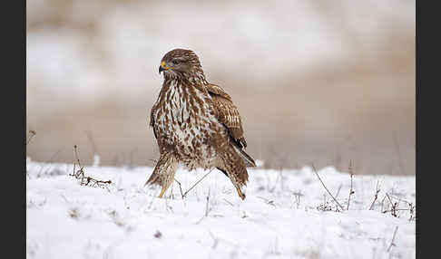 Mäusebussard (Buteo buteo)