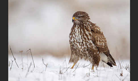 Mäusebussard (Buteo buteo)