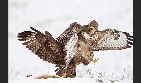 Mäusebussard (Buteo buteo)