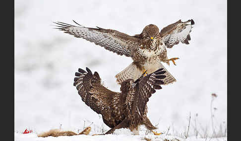 Mäusebussard (Buteo buteo)