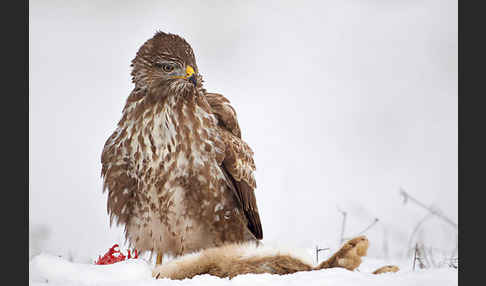 Mäusebussard (Buteo buteo)