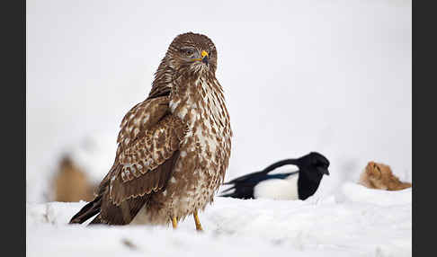 Mäusebussard (Buteo buteo)