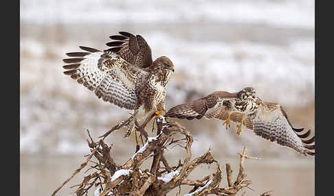 Mäusebussard (Buteo buteo)