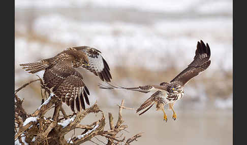 Mäusebussard (Buteo buteo)