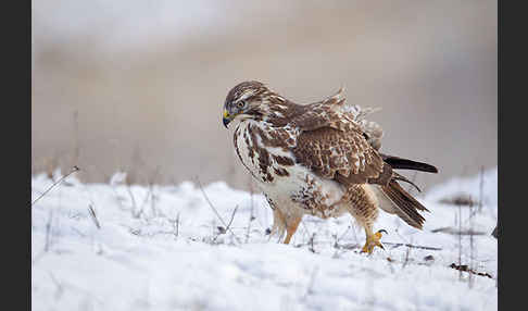 Mäusebussard (Buteo buteo)