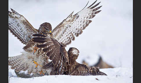 Mäusebussard (Buteo buteo)