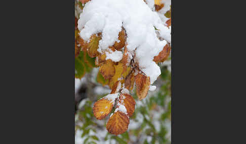 Herbst (autumn)