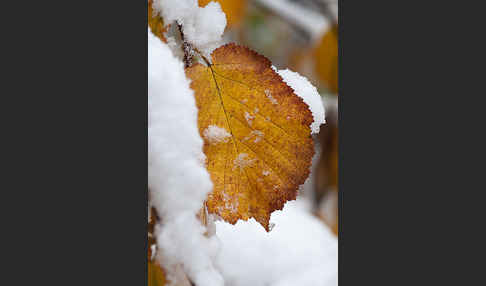 Herbst (autumn)