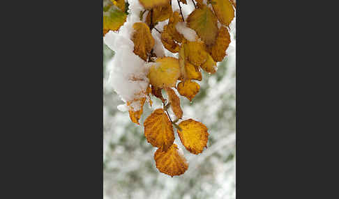 Herbst (autumn)