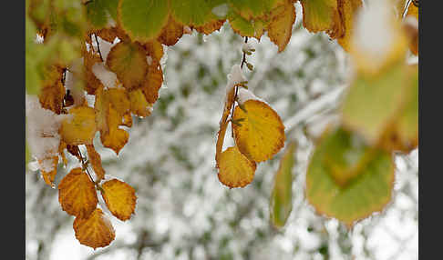 Herbst (autumn)