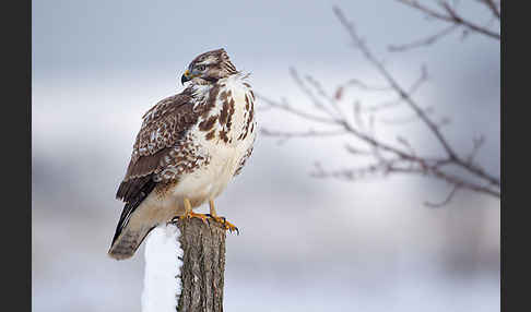 Mäusebussard (Buteo buteo)