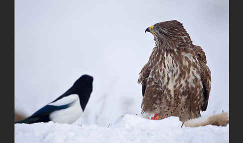 Mäusebussard (Buteo buteo)