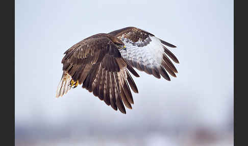 Mäusebussard (Buteo buteo)