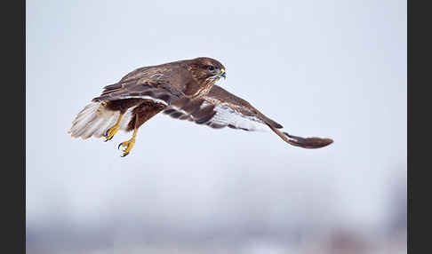 Mäusebussard (Buteo buteo)