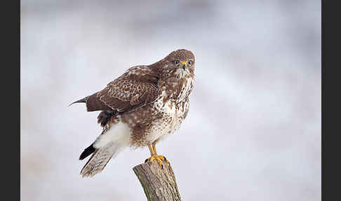 Mäusebussard (Buteo buteo)