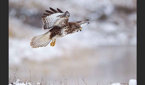 Mäusebussard (Buteo buteo)