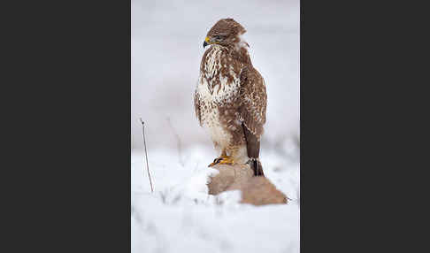 Mäusebussard (Buteo buteo)