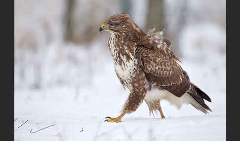 Mäusebussard (Buteo buteo)