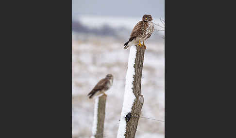 Mäusebussard (Buteo buteo)