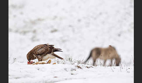 Mäusebussard (Buteo buteo)