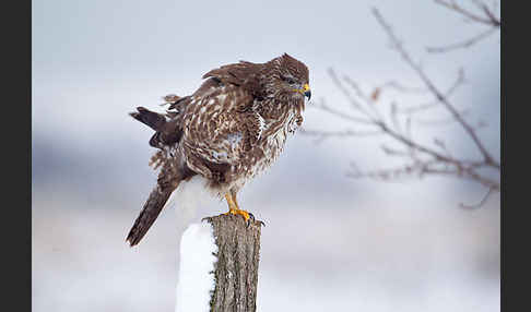 Mäusebussard (Buteo buteo)