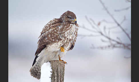 Mäusebussard (Buteo buteo)