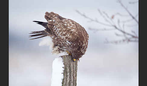 Mäusebussard (Buteo buteo)