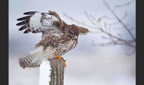 Mäusebussard (Buteo buteo)