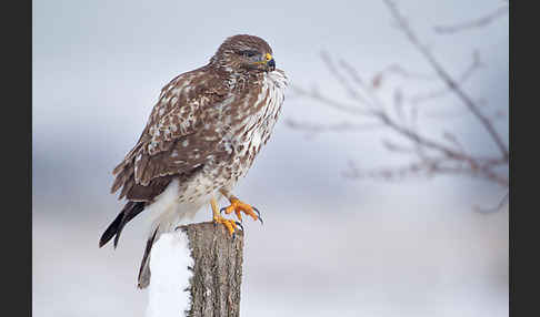 Mäusebussard (Buteo buteo)