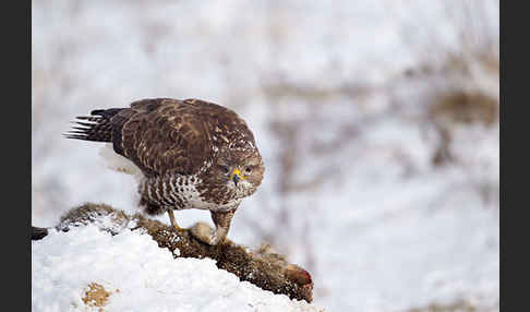 Mäusebussard (Buteo buteo)