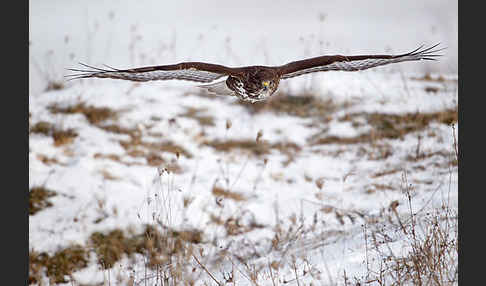 Mäusebussard (Buteo buteo)