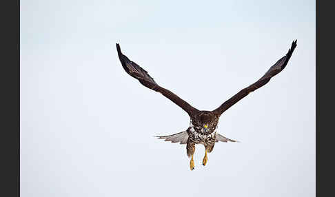 Mäusebussard (Buteo buteo)