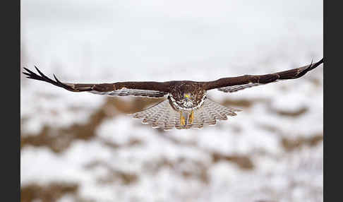 Mäusebussard (Buteo buteo)