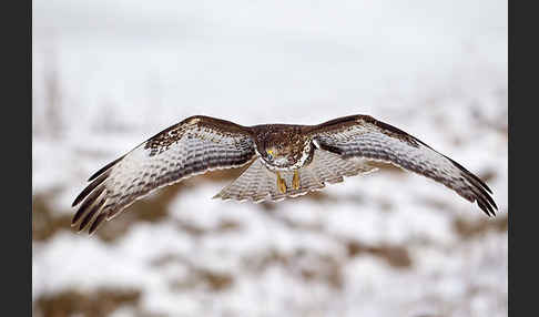 Mäusebussard (Buteo buteo)