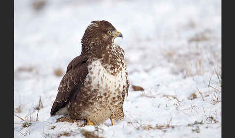 Mäusebussard (Buteo buteo)