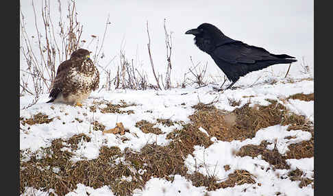 Mäusebussard (Buteo buteo)