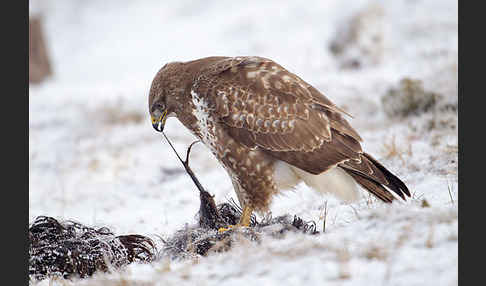 Mäusebussard (Buteo buteo)