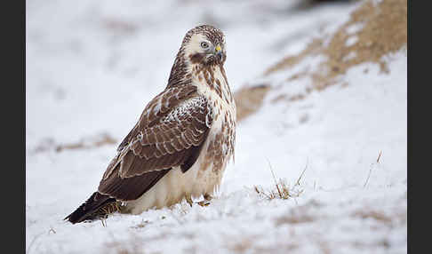 Mäusebussard (Buteo buteo)