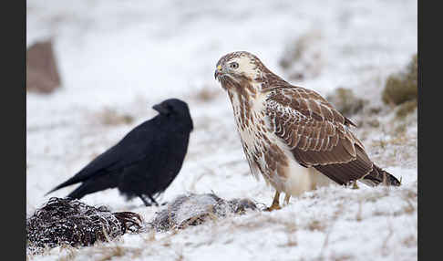 Mäusebussard (Buteo buteo)