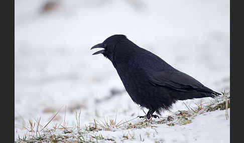 Rabenkrähe (Corvus corone corone)