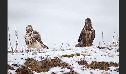 Mäusebussard (Buteo buteo)