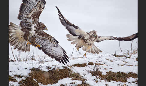 Mäusebussard (Buteo buteo)