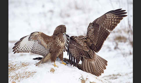 Mäusebussard (Buteo buteo)