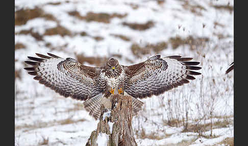 Mäusebussard (Buteo buteo)