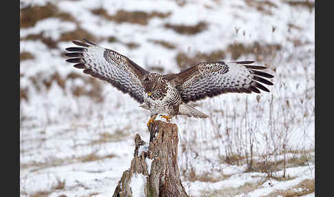 Mäusebussard (Buteo buteo)