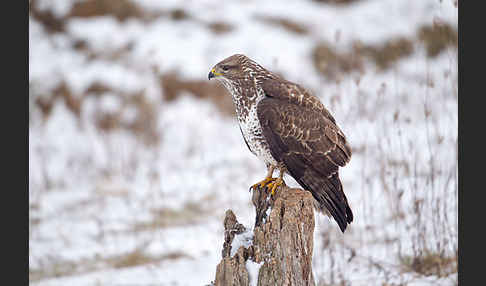 Mäusebussard (Buteo buteo)