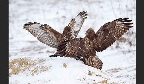 Mäusebussard (Buteo buteo)